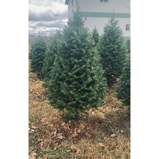 Discount 4 ft. Fresh Cut Balsam Fir Christmas Tree Christmas Trees