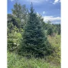 6 ft. Fresh Cut Canadian Fraser Fir Christmas Tree Christmas Trees