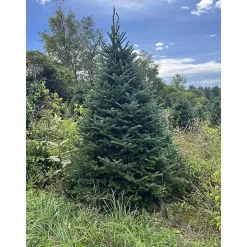 6 ft. Fresh Cut Canadian Fraser Fir Christmas Tree Christmas Trees