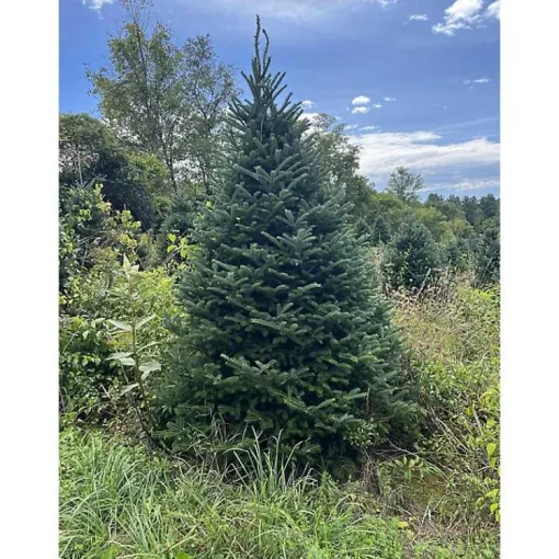 6 ft. Fresh Cut Canadian Fraser Fir Christmas Tree Christmas Trees