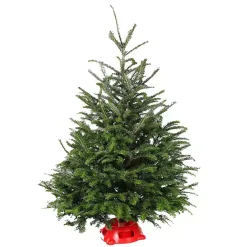 Best 4 ft. Fresh Fraser Fir Christmas Tree with Stand Christmas Trees