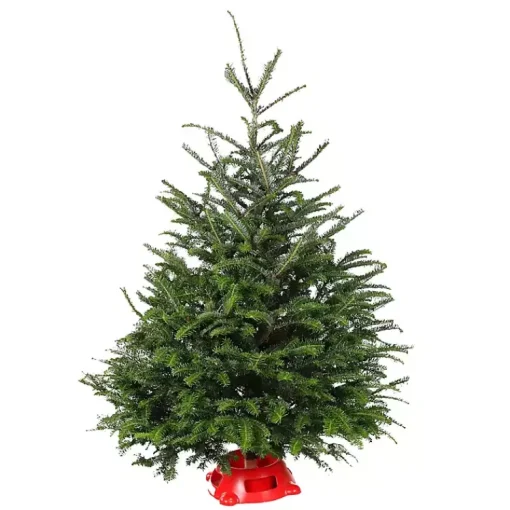 Best 4 ft. Fresh Fraser Fir Christmas Tree with Stand Christmas Trees