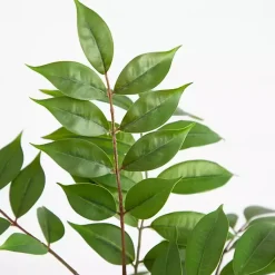 Hot 3.5 ft. Sumac Tree in Nursery Planter Trees & Topiaries