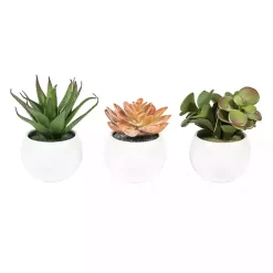 Online Assorted Succulents in White Planters, Set of 3 Arrangements & Greenery