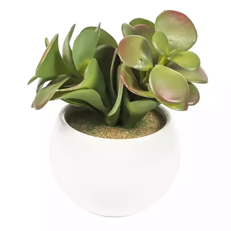 Online Assorted Succulents in White Planters, Set of 3 Arrangements & Greenery
