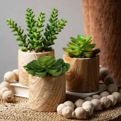 Clearance Assorted Succulents in Wooden Pots, Set of 3 Arrangements & Greenery