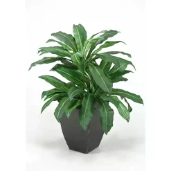 Best Birdnest Palm Tree in Black Planter Trees & Topiaries