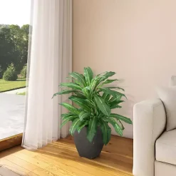 Best Birdnest Palm Tree in Black Planter Trees & Topiaries