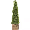 Clearance Boxwood Obelisk in Wood Planter, 36 in. Trees & Topiaries