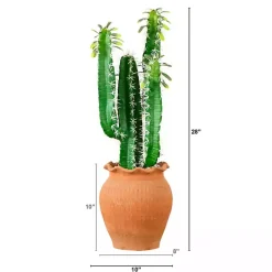 Cactus in Terracotta Planter Arrangements & Greenery