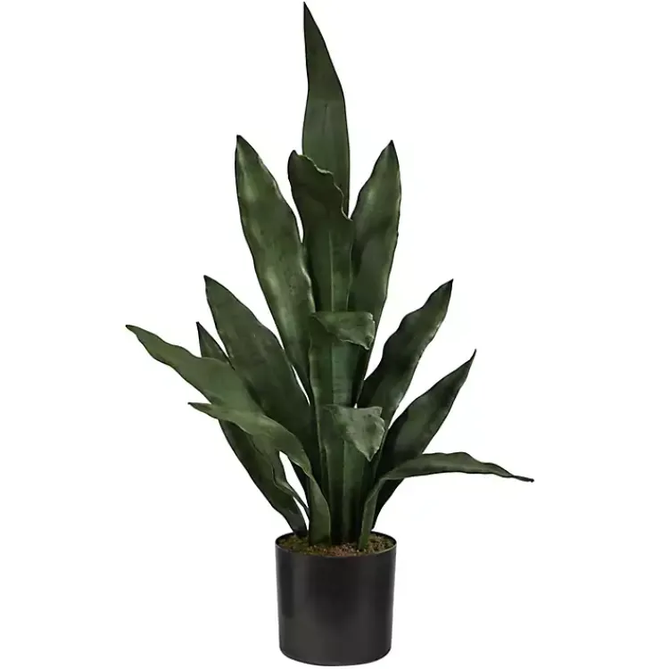 Dark Sansevieria in Nursery Planter, 24 in. Arrangements & Greenery