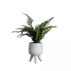 Outlet Desktop Palm Plant in White Planter Arrangements & Greenery