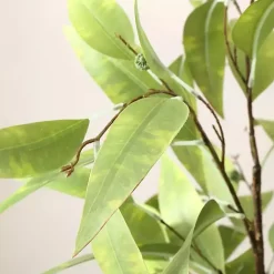 New Eucalyptus Tree in Stripped Pot Trees & Topiaries