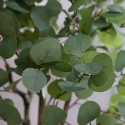 Online Eucalyptus Tree in White Planter, 6 ft. Trees & Topiaries