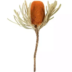 Outlet Fall Dried Jumbo Banksia Stems, Set of 3 Stems & Bouquets