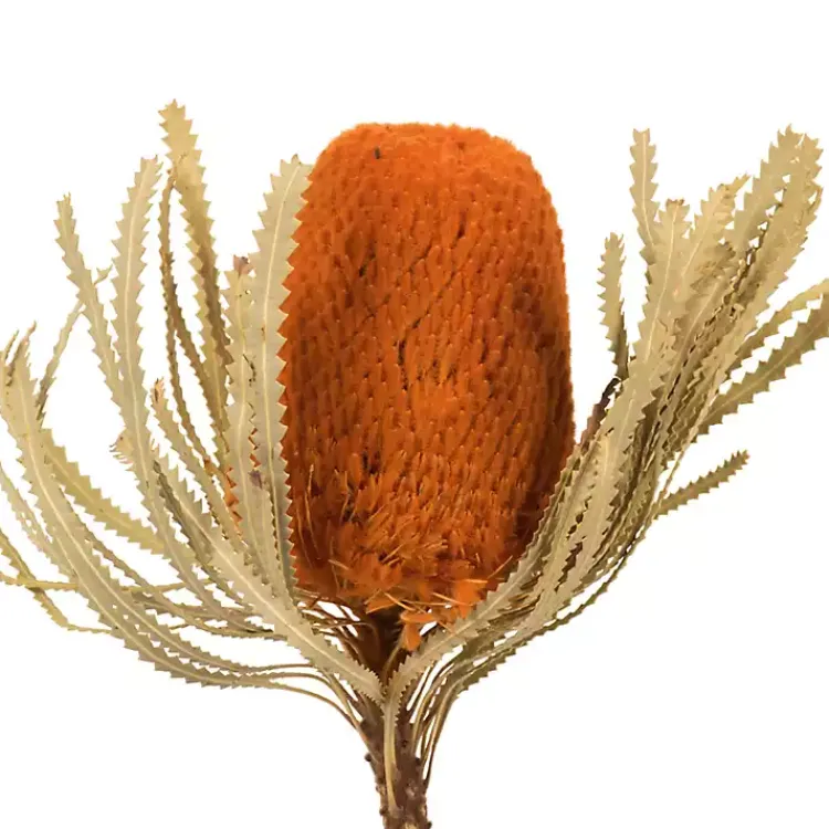 Outlet Fall Dried Jumbo Banksia Stems, Set of 3 Stems & Bouquets