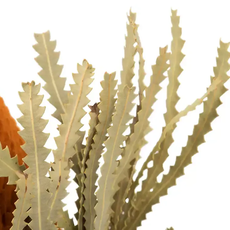 Outlet Fall Dried Jumbo Banksia Stems, Set of 3 Stems & Bouquets