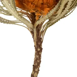 Outlet Fall Dried Jumbo Banksia Stems, Set of 3 Stems & Bouquets