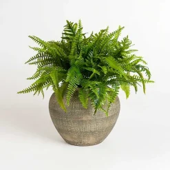 New Fern Arrangement in Ceramic Planter Arrangements & Greenery