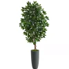 Outlet Ficus Tree in Gray Oblong Planter, 60 in. Trees & Topiaries
