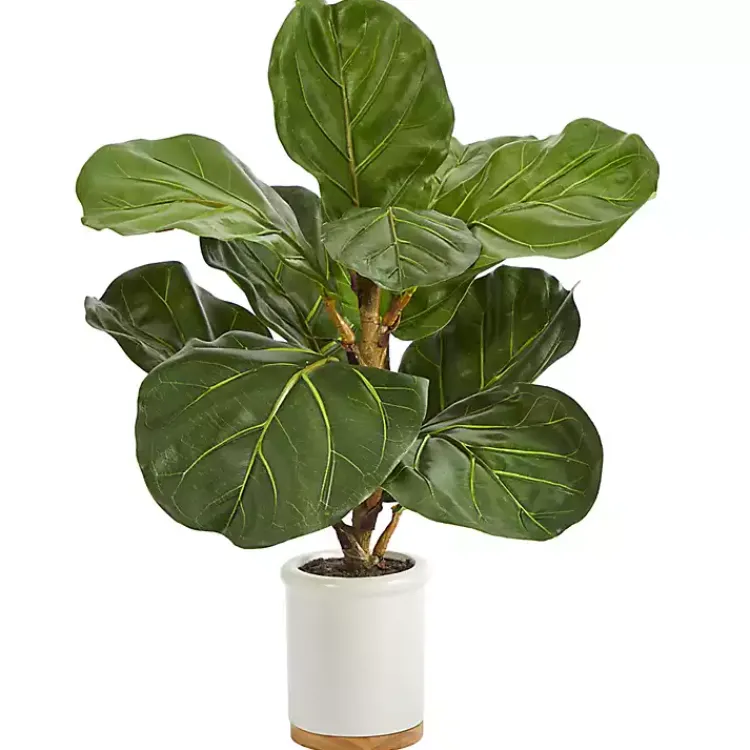 Discount Fiddle Leaf Fig in White Ceramic Planter, 21 in. Trees & Topiaries