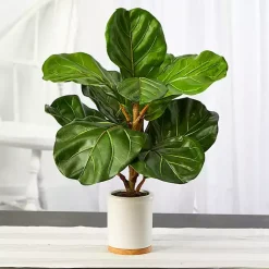 Discount Fiddle Leaf Fig in White Ceramic Planter, 21 in. Trees & Topiaries