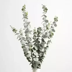 New Frosted Eucalyptus Stem Stems & Bouquets