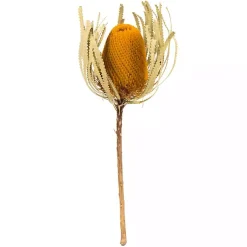 Online Dried Jumbo Banksia Stems, Set of 3 Stems & Bouquets