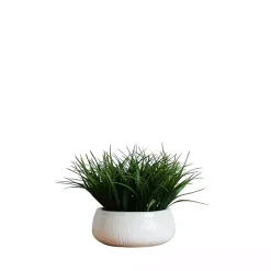 New Grass Arrangement in White Ceramic Bowl Arrangements & Greenery