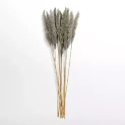 Hot Pampas Bundle Stems & Bouquets