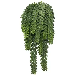 Sale Green Donkey's Tail Bush Stems & Bouquets