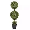 Green Double Ball Boxwood Potted Topiary Trees & Topiaries