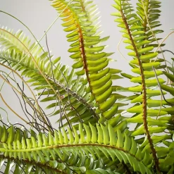 Fern Plant in Black Pot Trees & Topiaries