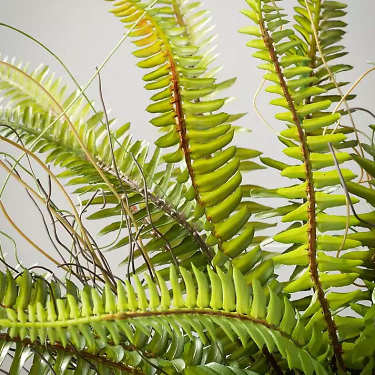 Fern Plant in Black Pot Trees & Topiaries