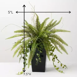 Fern Plant in Black Pot Trees & Topiaries