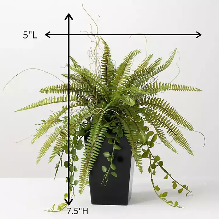 Fern Plant in Black Pot Trees & Topiaries