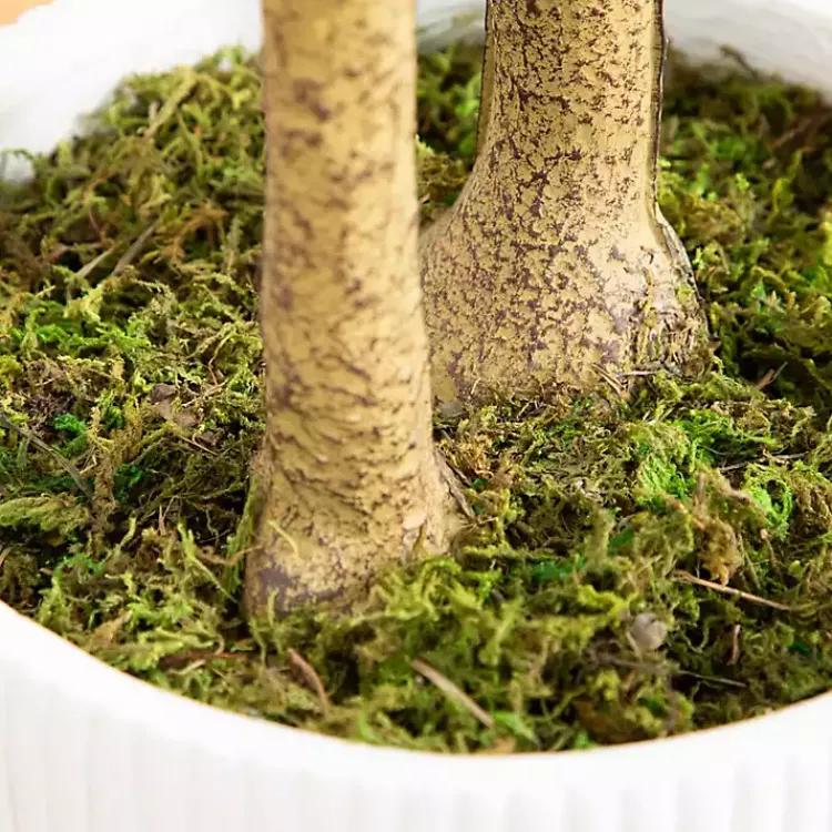 Discount Green Maple Tree in White Planter Trees & Topiaries