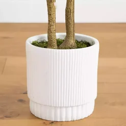 Discount Green Maple Tree in White Planter Trees & Topiaries