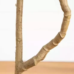 Green Pieris Tree in Black Planter Trees & Topiaries