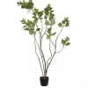 Online Green Potted Cotinus Coggygria Tree, 4 ft. Trees & Topiaries