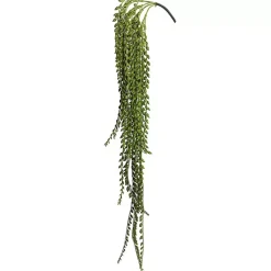 Best Senecio Bush Stems & Bouquets