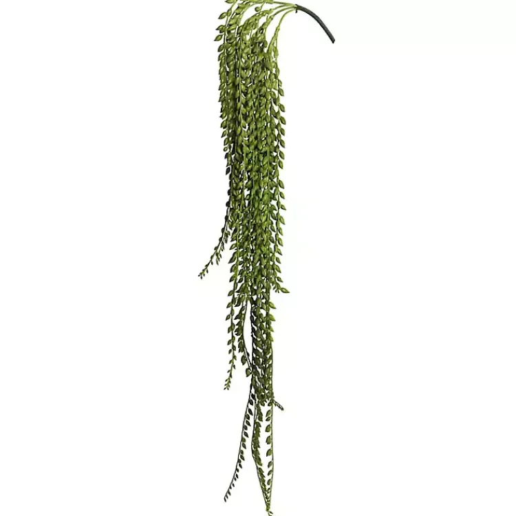 Best Senecio Bush Stems & Bouquets