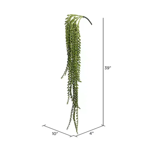 Best Senecio Bush Stems & Bouquets