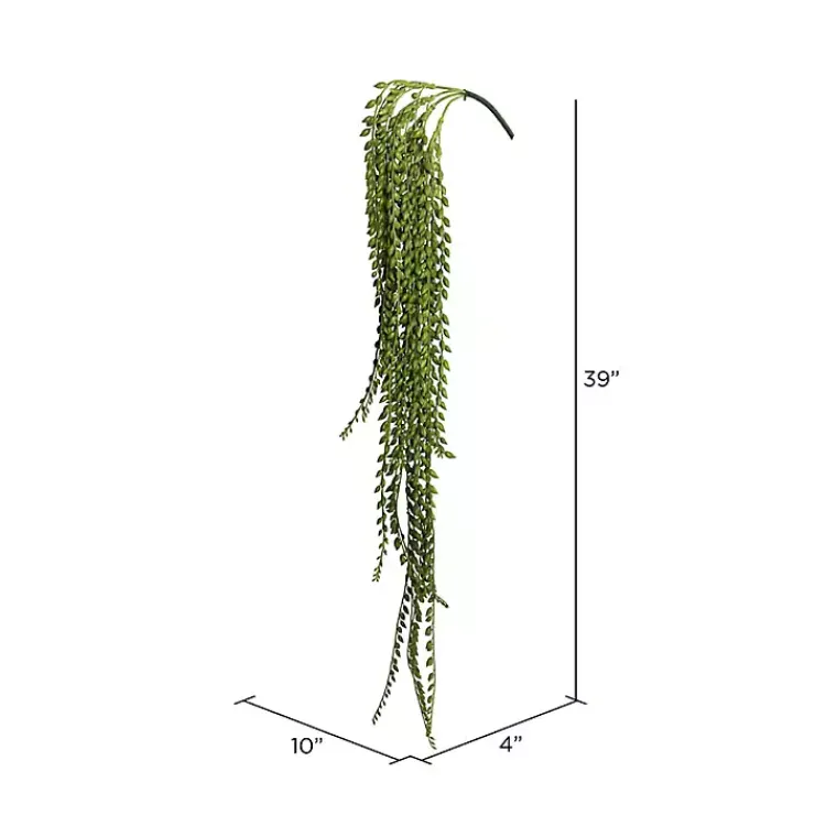 Best Senecio Bush Stems & Bouquets