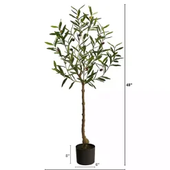 Outlet Italian Olive Tree in Black Nursery Planter, 4 ft. Trees & Topiaries