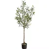 Sale Italian Olive Tree in Black Nursery Planter, 5 ft. Trees & Topiaries