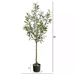 Sale Italian Olive Tree in Black Nursery Planter, 5 ft. Trees & Topiaries