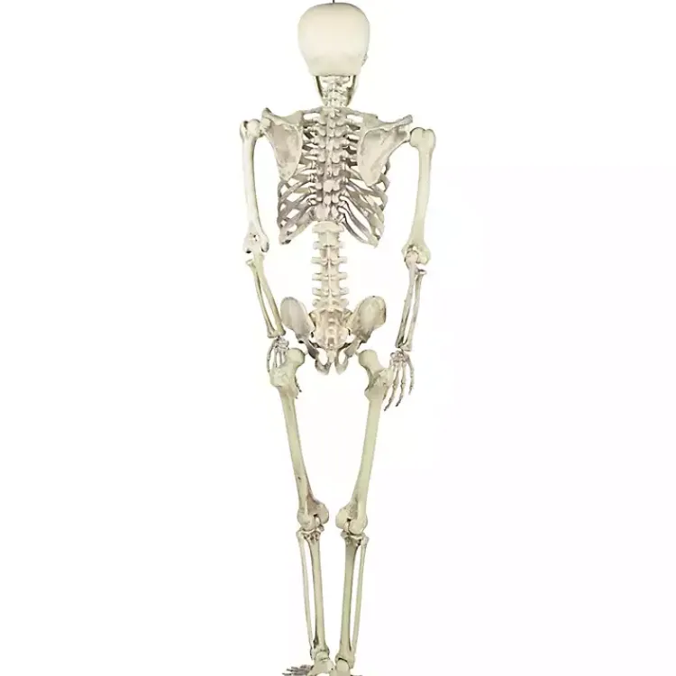 Hot Life Size Outdoor Skeleton Decoration Halloween
