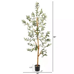 Lucky Olive Tree in Nursery Planter, 54 in. Trees & Topiaries