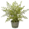 Hot Maiden Hair Fern in Ceramic Planter Trees & Topiaries
